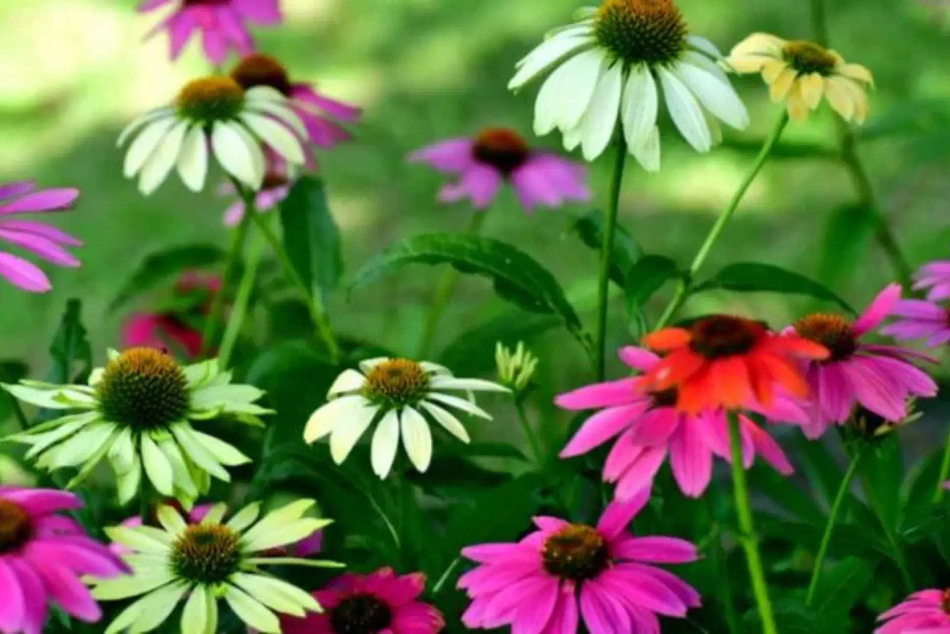 A close-up of Echinacea flowers, showcasing the vibrant purple petals, symbolizing the natural beauty and potential health benefits of Echinacea