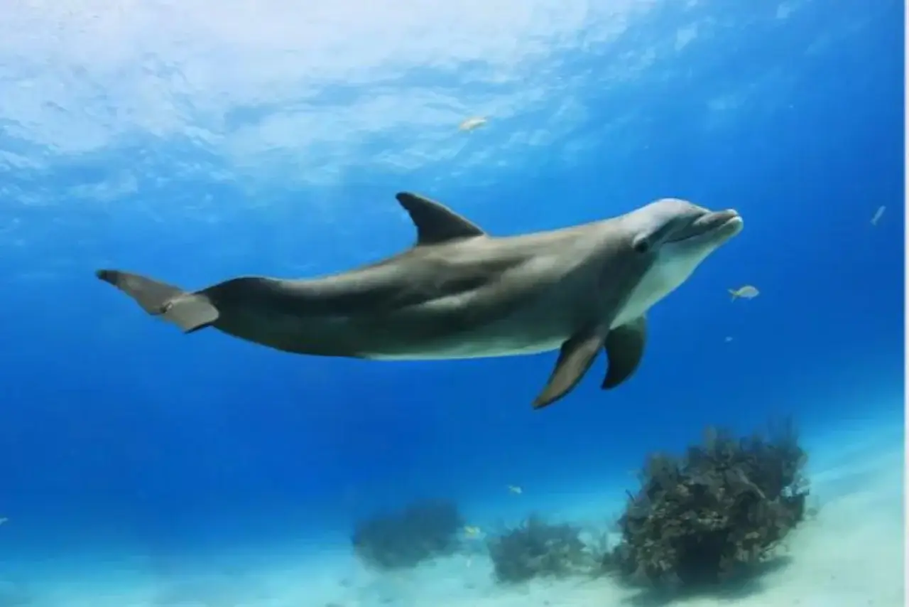 A happy and excited dolphin swimming in the water