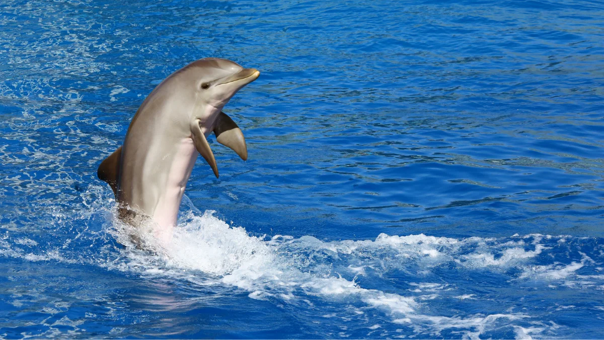 A happy and excited dolphin swimming in water