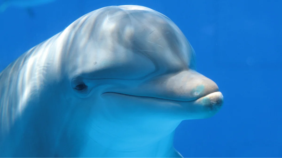 A happy dolphin wading in water
