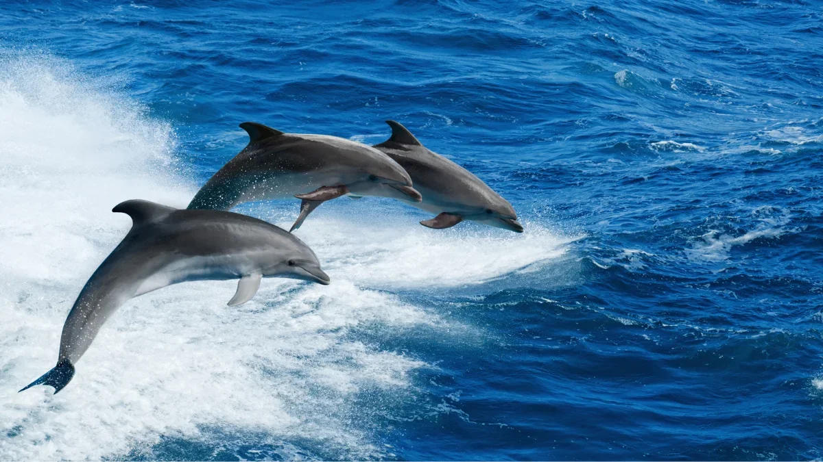 Happy dolphins playing in water