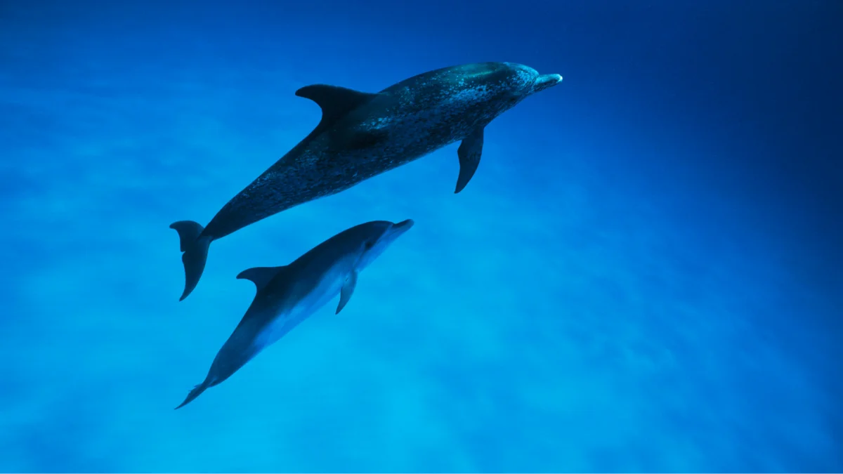 Two happy dolphins swimming in water