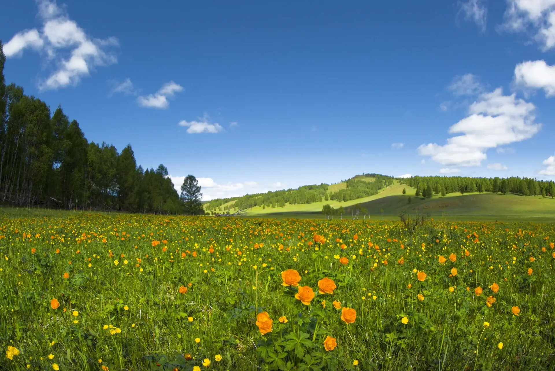 A beautiful field filled with lilies