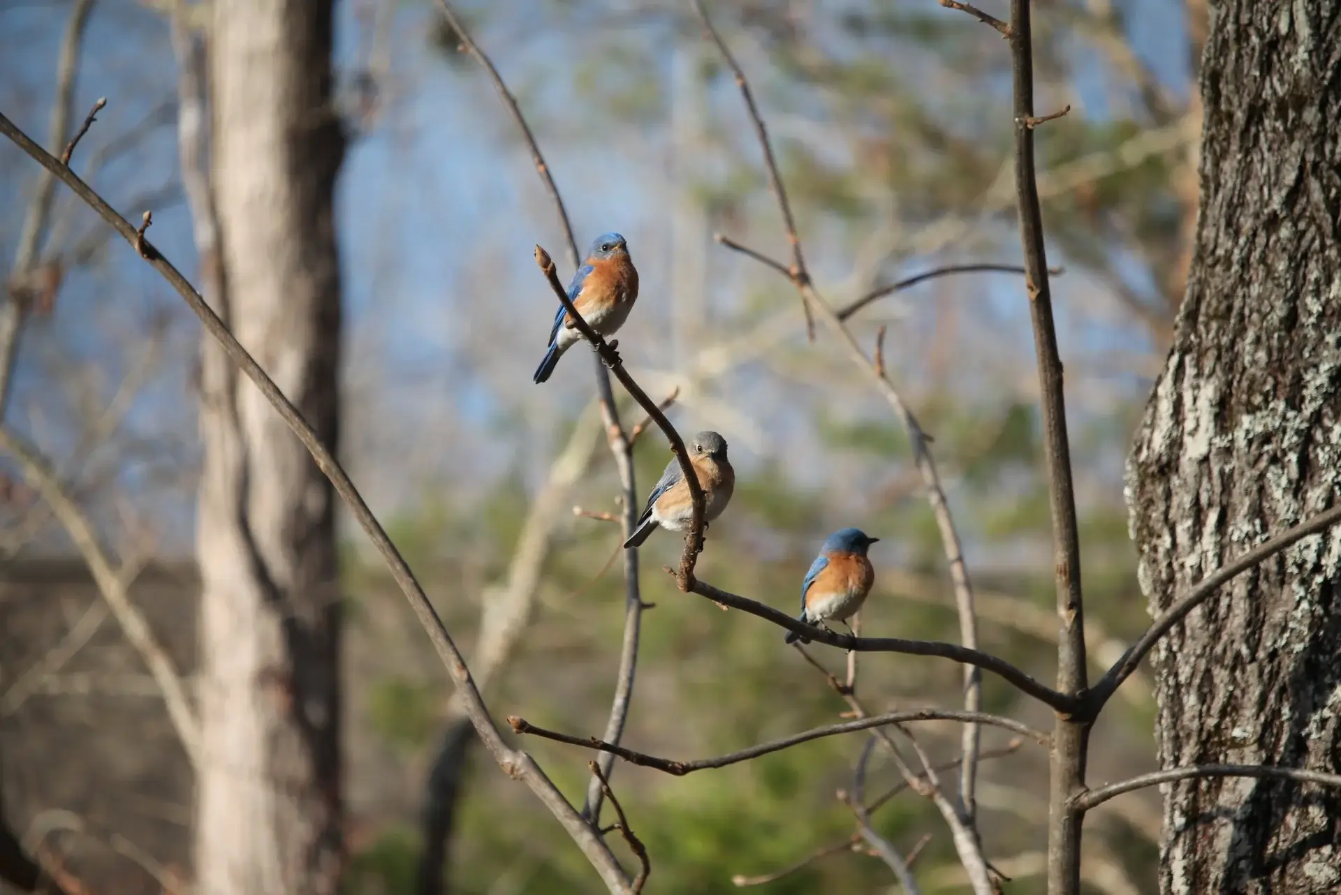 A flock of birds