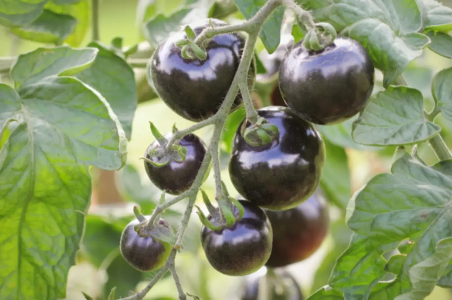 Black tomato