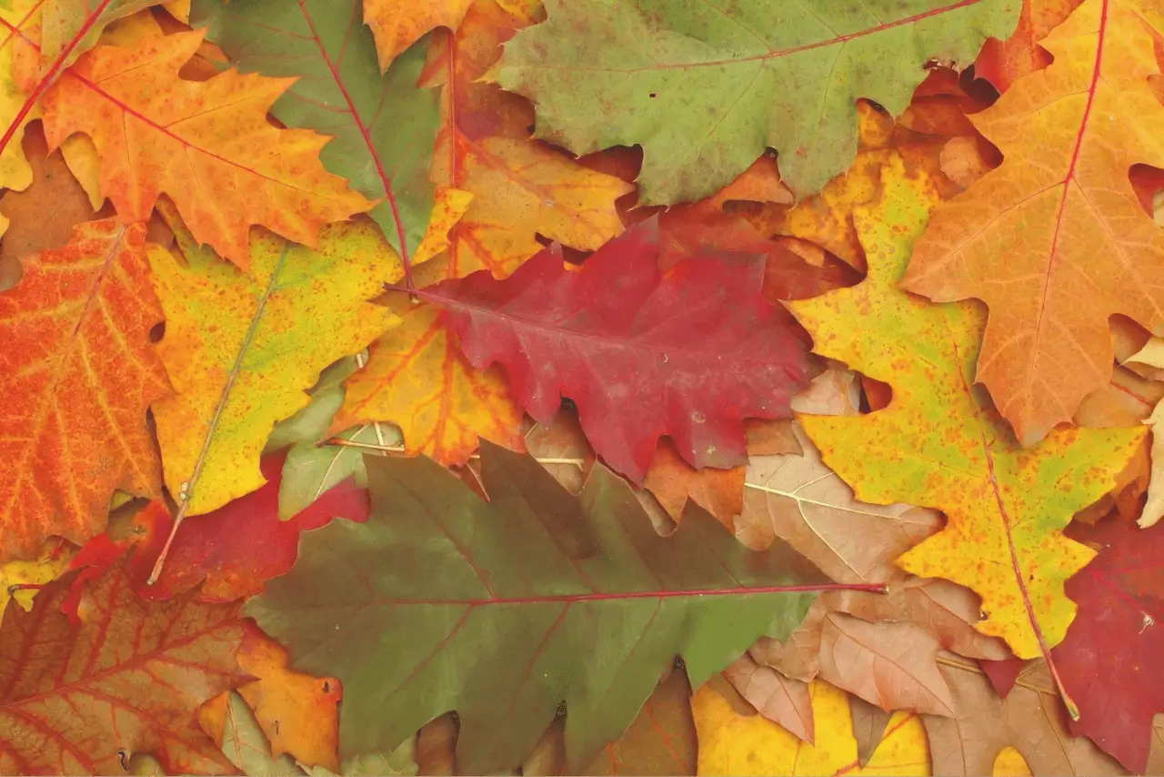 Autumn leaves on the ground