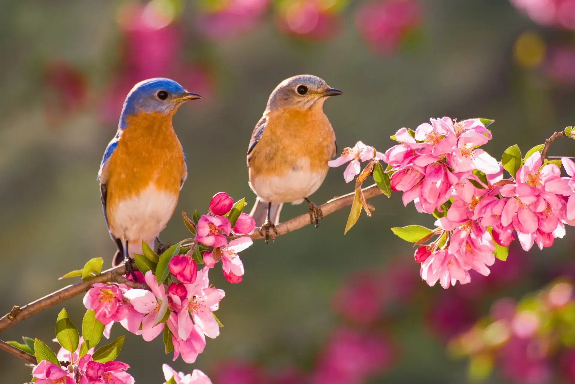 A flock of bluejays on a branch