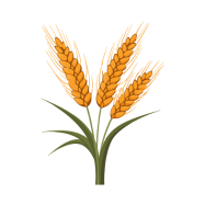 Golden wheat grains ready for harvest