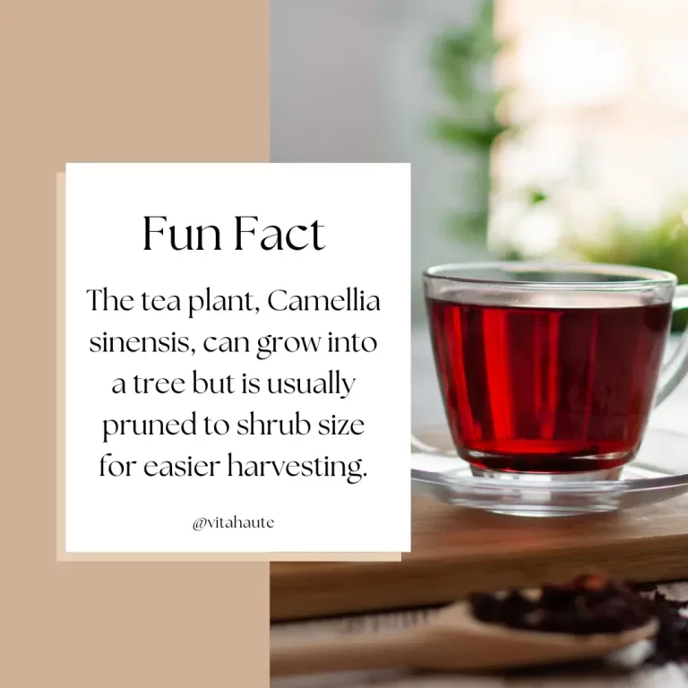 Infographic showing interesting fun facts about tea from around the world