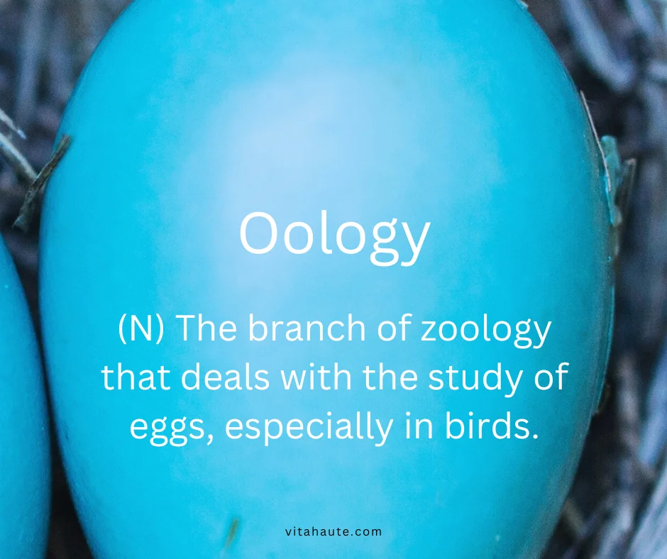 Oology shown on a simple academic-style vocabulary card
